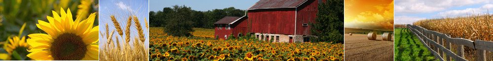 A field of sunflowers in front of two red barns.